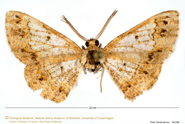/filer/webapps/moths/media/images/F/fessa_Zamarada_AM_ZMUC.jpg