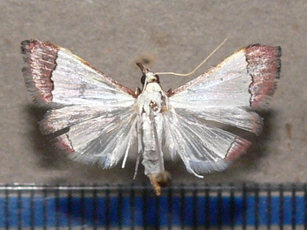 /filer/webapps/moths/media/images/F/fessalis_Autocharis_A_Goff_01.JPG