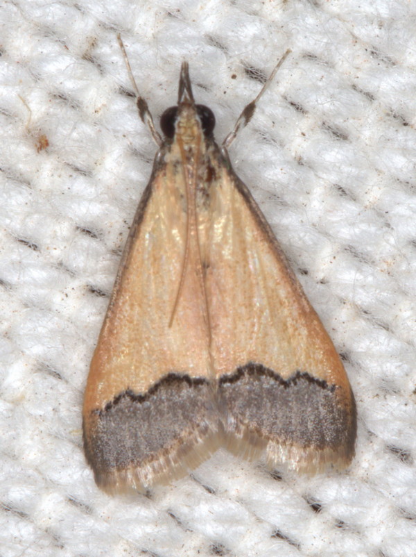 /filer/webapps/moths/media/images/F/fessalis_Autocharis_A_Heyns_01.jpg