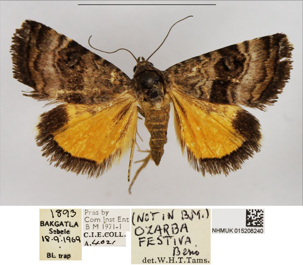 /filer/webapps/moths/media/images/F/festiva_Acontiola_AM_NHMUK.jpg