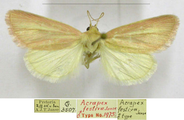/filer/webapps/moths/media/images/F/festiva_Acrapex_HT_TMSA.jpg