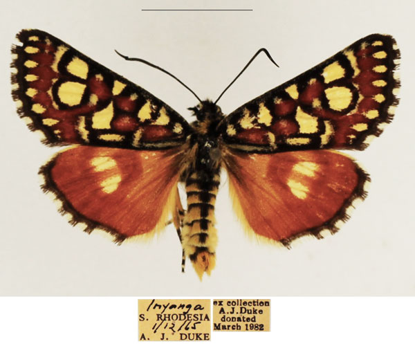 /filer/webapps/moths/media/images/F/festiva_Brephos_AM_TMSA_01.jpg