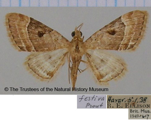 /filer/webapps/moths/media/images/F/festiva_Eupithecia_AF_BMNH.jpg