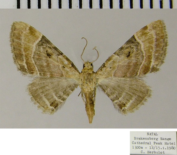 /filer/webapps/moths/media/images/F/festiva_Eupithecia_AF_ZSM.jpg