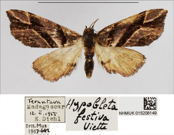 /filer/webapps/moths/media/images/F/festiva_Hypobleta_AM_NHMUK.jpg