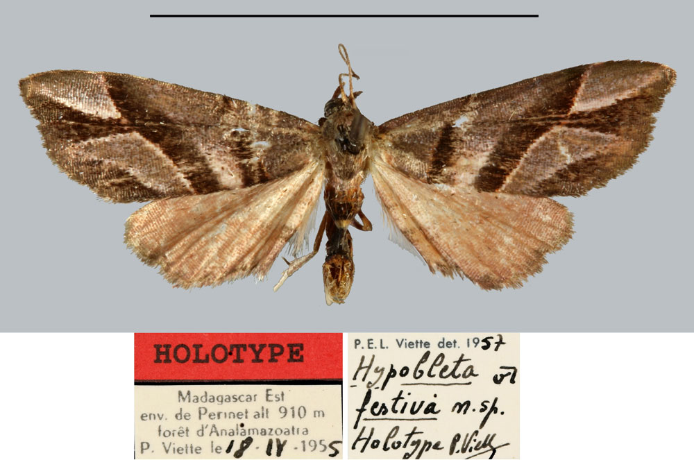 /filer/webapps/moths/media/images/F/festiva_Hypobleta_HT_MNHN.jpg