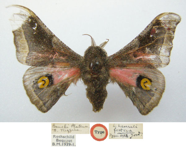 /filer/webapps/moths/media/images/F/festiva_Ludia_HT_NHMUKa.jpg