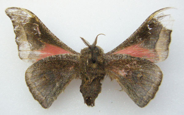 /filer/webapps/moths/media/images/F/festiva_Ludia_HT_NHMUKb.jpg