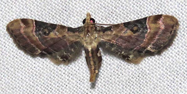 /filer/webapps/moths/media/images/F/festiva_Mesoptila_A_Braun_04.jpg