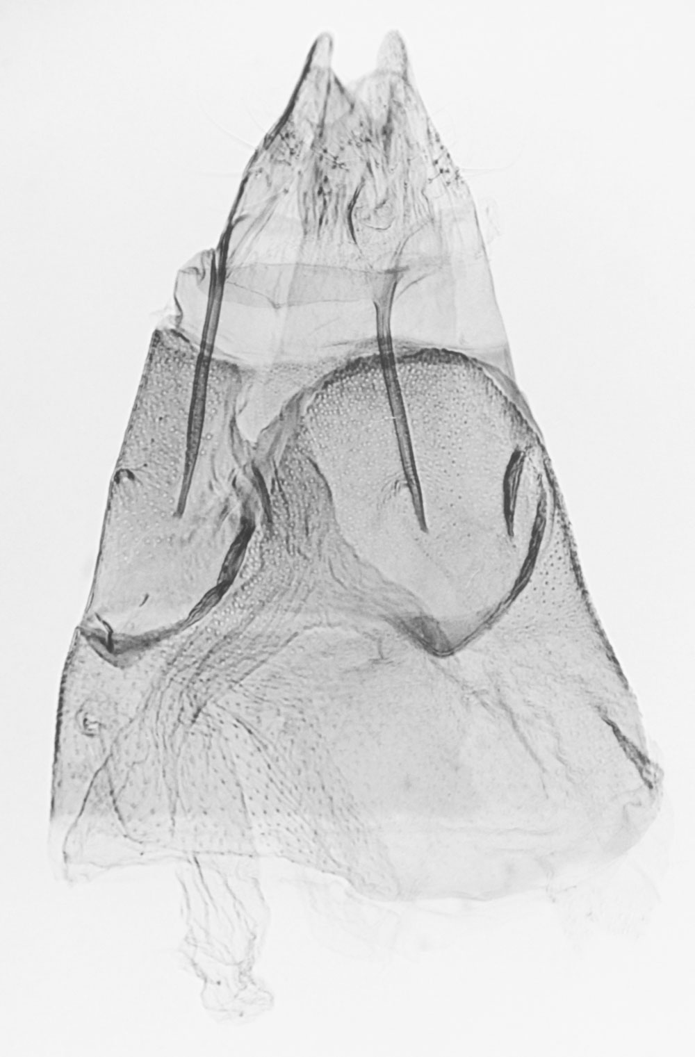 /filer/webapps/moths/media/images/F/festivus_Helpaphorus_GFAT_MNHN_4571.jpg