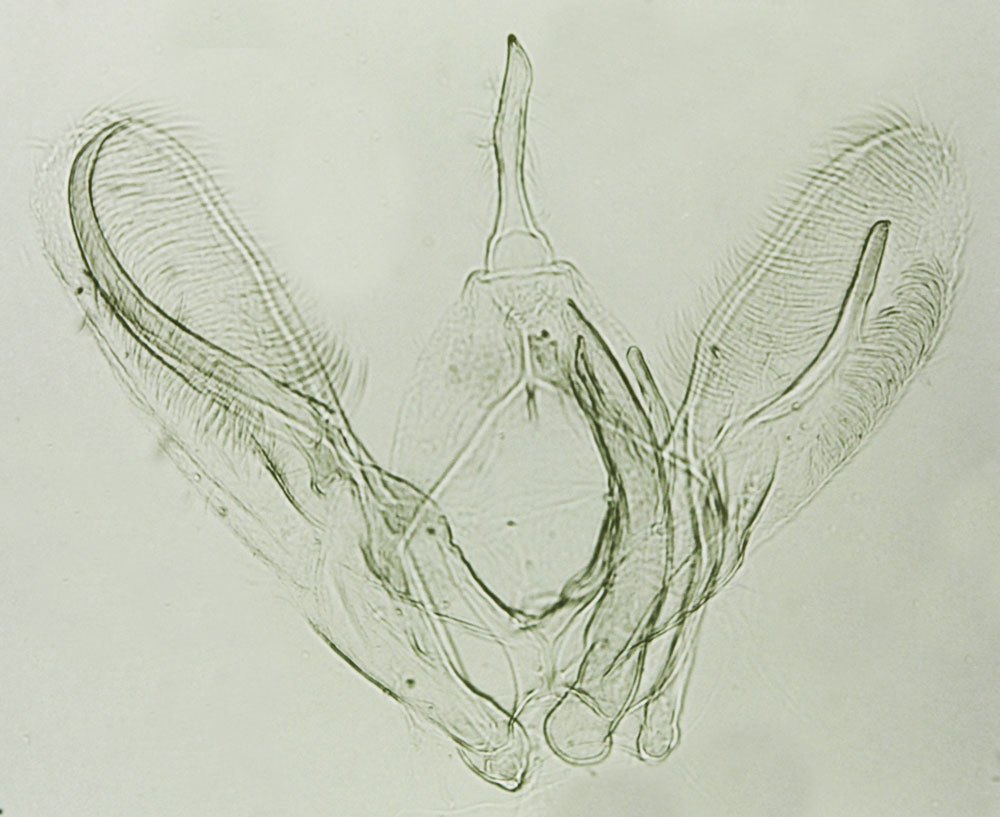 /filer/webapps/moths/media/images/F/festivus_Pselnophorus_GMHT_MNHN_M42.jpg