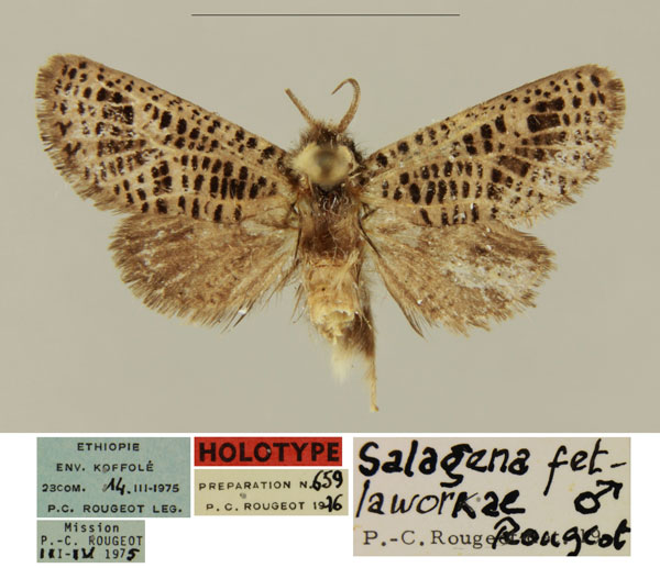 /filer/webapps/moths/media/images/F/fetlaworkae_Salagena_HT_MNHN_NT2QXw0.jpg