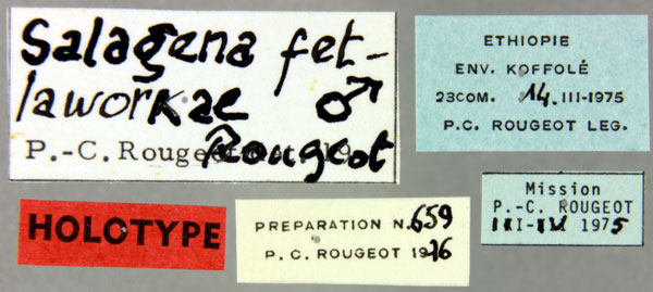 /filer/webapps/moths/media/images/F/fetlaworkae_Salagena_HT_MNHNl.jpg