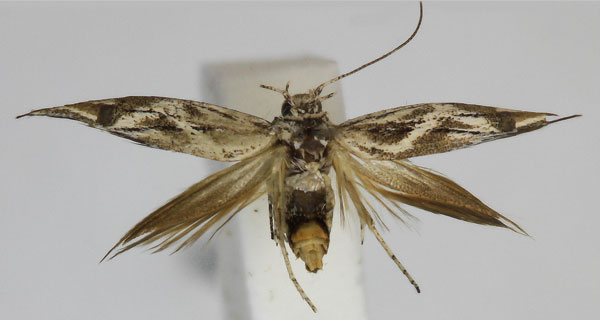 /filer/webapps/moths/media/images/F/fibigeri_Scythris_PT_Bengtsson.jpg