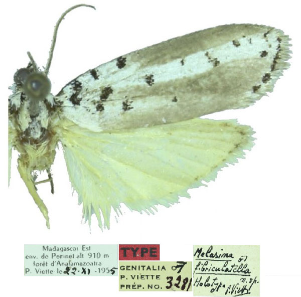 /filer/webapps/moths/media/images/F/fibriculatella_Melasina_HT_MNHN.jpg