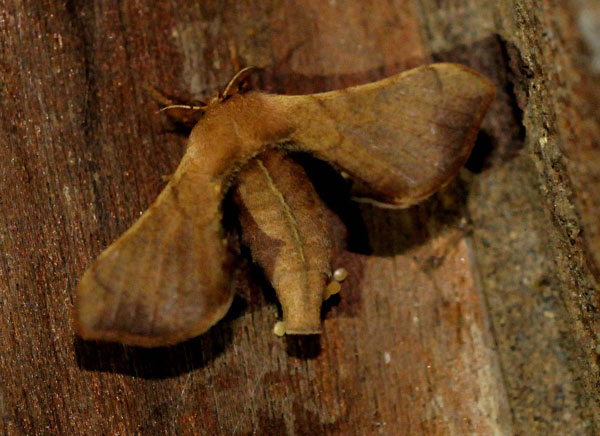 /filer/webapps/moths/media/images/F/ficicola_Ocinara_AF_King.jpg