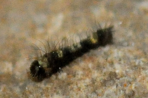 /filer/webapps/moths/media/images/F/ficicola_Ocinara_C_King.jpg