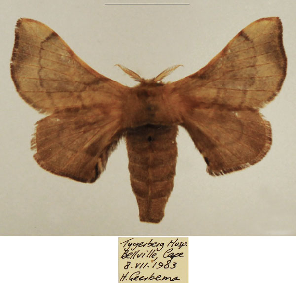 /filer/webapps/moths/media/images/F/ficicola_Racinoa_AF_TMSA_01.jpg