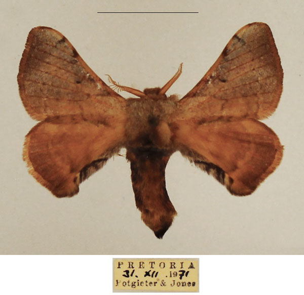 /filer/webapps/moths/media/images/F/ficicola_Racinoa_AF_TMSA_02.jpg