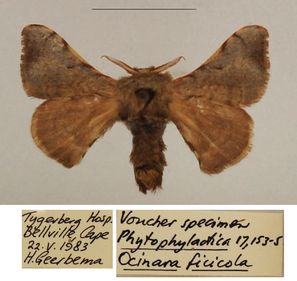 /filer/webapps/moths/media/images/F/ficicola_Racinoa_AM_TMSA_02.jpg