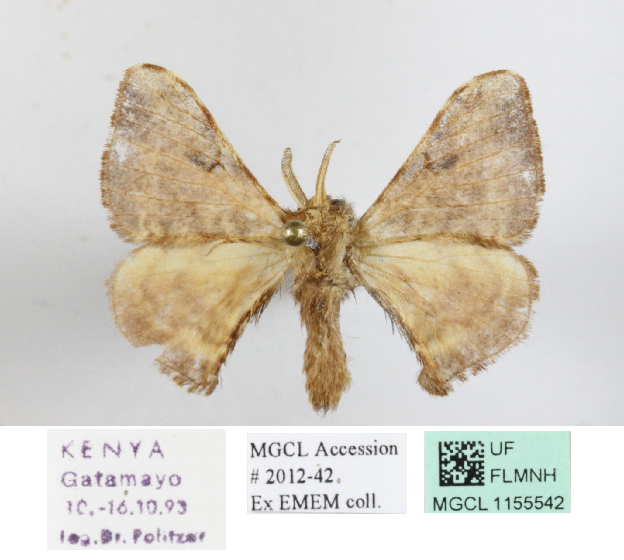 /filer/webapps/moths/media/images/F/ficicola_Racinoa_A_MGCLa_01.JPG