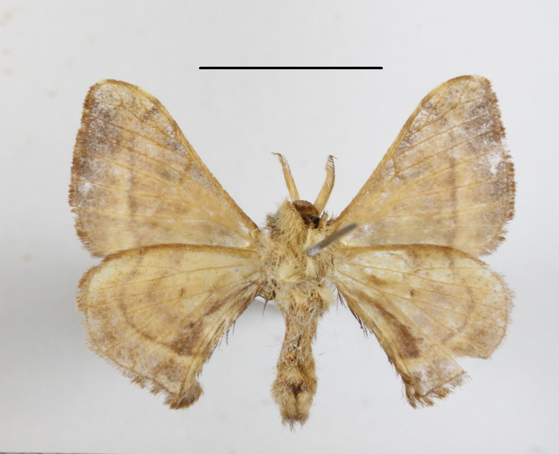 /filer/webapps/moths/media/images/F/ficicola_Racinoa_A_MGCLb_01.JPG
