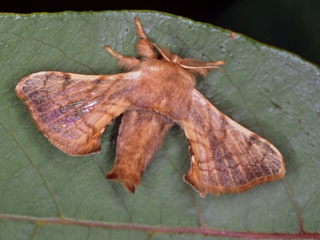 /filer/webapps/moths/media/images/F/ficicola_Racinoa_A_Roland.jpg