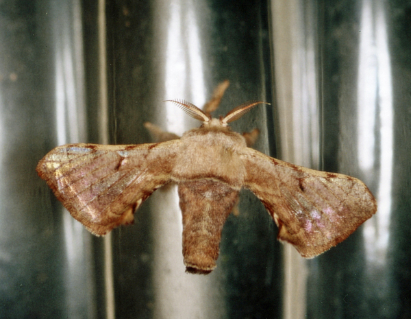 /filer/webapps/moths/media/images/F/ficicola_Racinoa_A_Roland_03.jpg