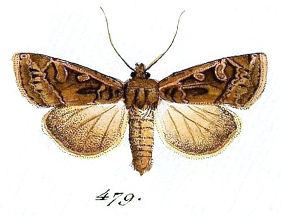 /filer/webapps/moths/media/images/F/fictilis_Euxoa_Hubner_479.jpg