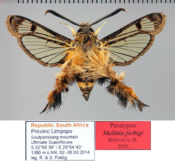/filer/webapps/moths/media/images/F/fiebigi_Melittia_PT_Fiebig.jpg