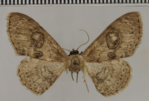 /filer/webapps/moths/media/images/F/fiebigi_Problepsis_HT_ZSM.jpg