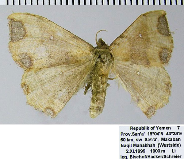 /filer/webapps/moths/media/images/F/fifensis_Victoria_AF_ZSM.jpg