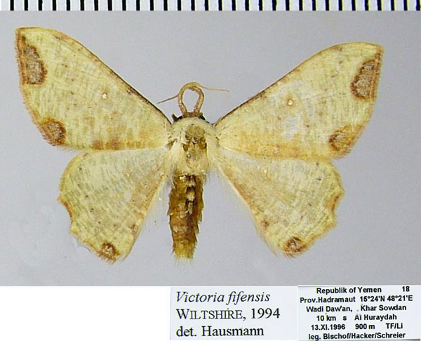 /filer/webapps/moths/media/images/F/fifensis_Victoria_AM_ZSMa.jpg