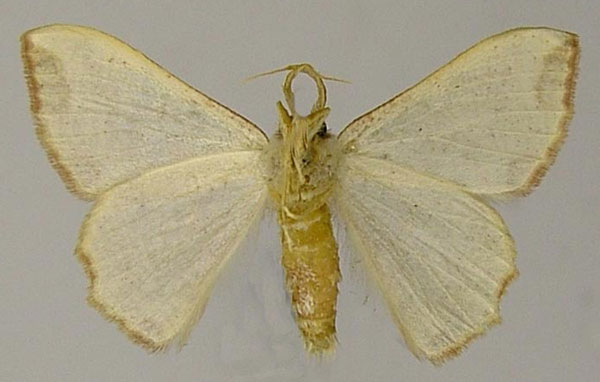 /filer/webapps/moths/media/images/F/fifensis_Victoria_AM_ZSMb.jpg