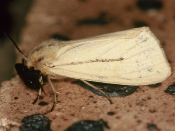 /filer/webapps/moths/media/images/F/figlina_Laelia_A_Roland.jpg