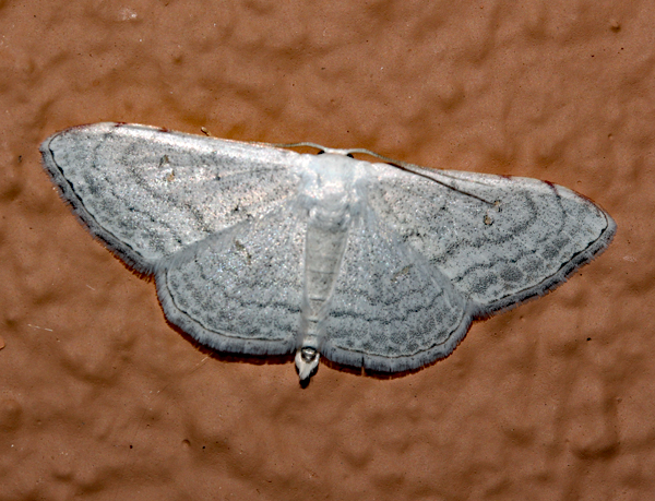 /filer/webapps/moths/media/images/F/figurata_Problepsis-A_Roland_01.jpg