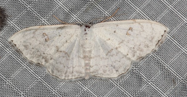 /filer/webapps/moths/media/images/F/figurata_Problepsis_A_Heyns_01.jpg