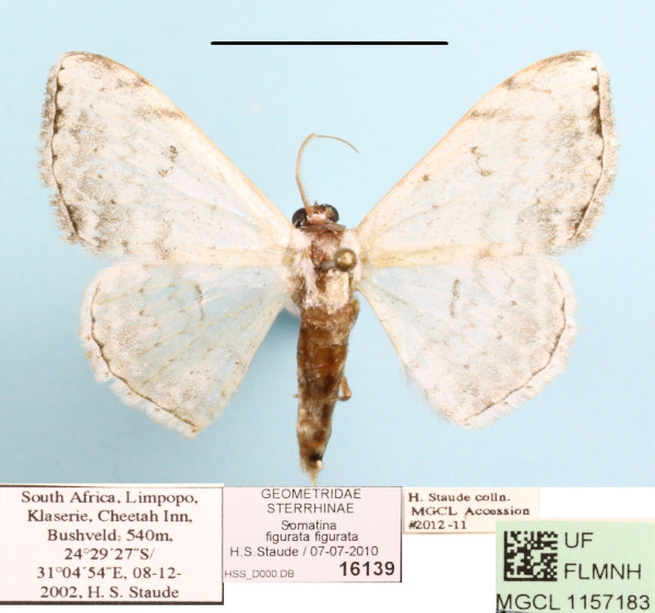 /filer/webapps/moths/media/images/F/figurata_Problepsis_A_MGCL.JPG