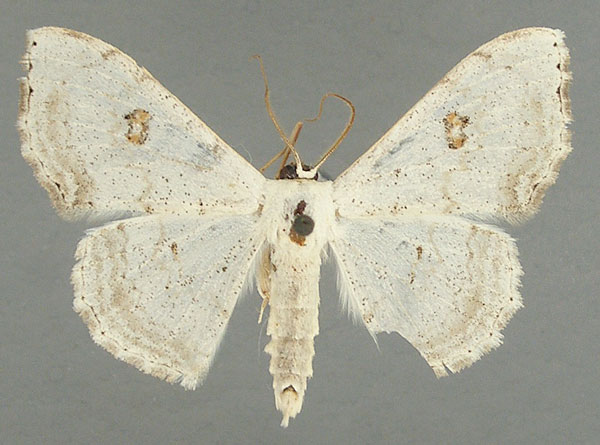 /filer/webapps/moths/media/images/F/figurata_Somatina_AM_TMSA_02.jpg