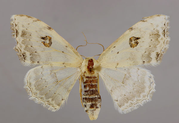 /filer/webapps/moths/media/images/F/figurata_Somatina_A_ZSM_01.jpg