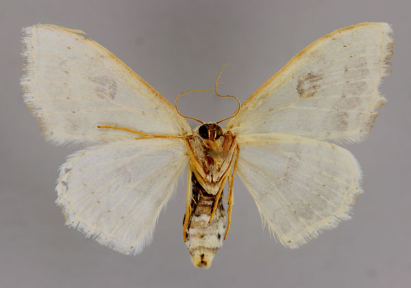 /filer/webapps/moths/media/images/F/figurata_Somatina_A_ZSM_02.jpg