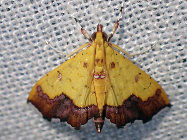 /filer/webapps/moths/media/images/F/filalis_Isocentris_A_Bippus.jpg