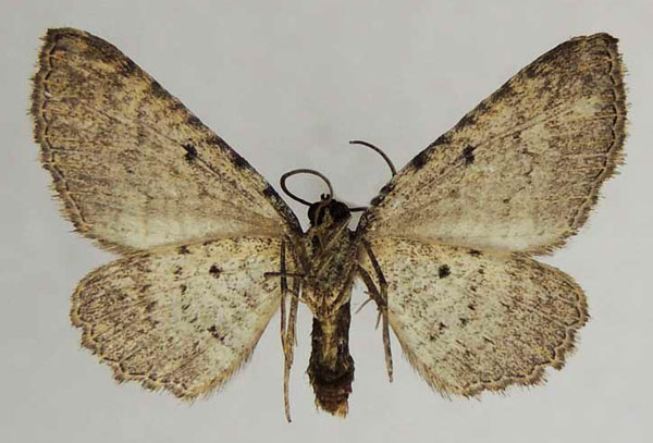 /filer/webapps/moths/media/images/F/filia_Horisme_AF_ZSMb.jpg