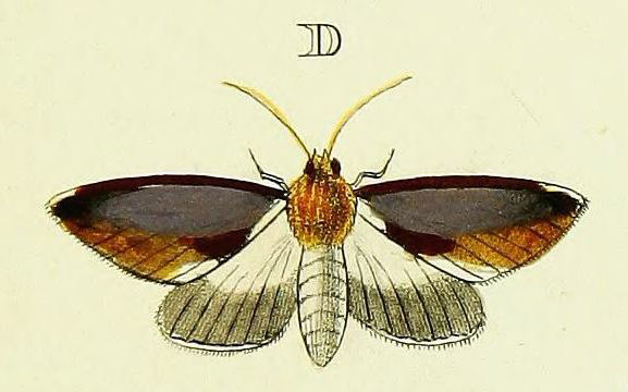 /filer/webapps/moths/media/images/F/filia_Mauna_Cramer3_264_D.jpg