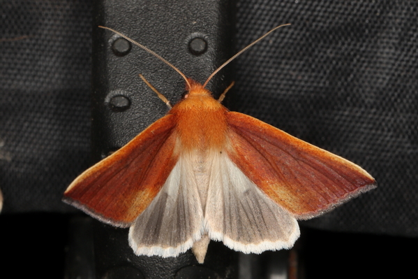 /filer/webapps/moths/media/images/F/filia_Mauna_F_Heyns_02.JPG