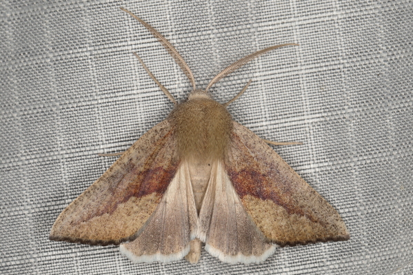 /filer/webapps/moths/media/images/F/filia_Mauna_M_Heyns_01.JPG