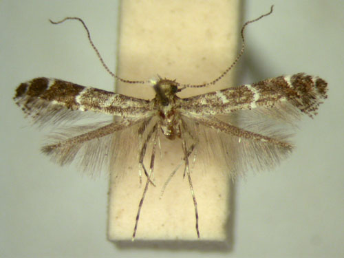 /filer/webapps/moths/media/images/F/filifera_Aspilapteryx_MT_TMSA5672.jpg