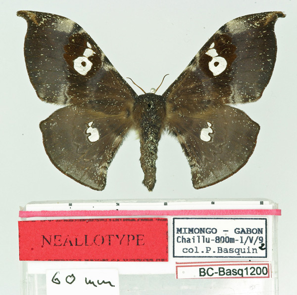 /filer/webapps/moths/media/images/F/filippii_Orthogonioptilum_NAT_Basquin.jpg