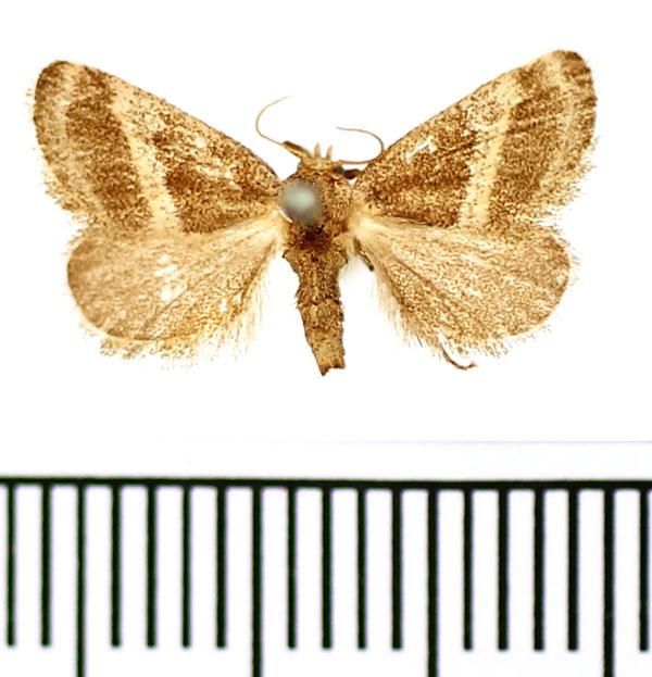 /filer/webapps/moths/media/images/F/fimbriata_Halseyia_AM_BMNH.jpg