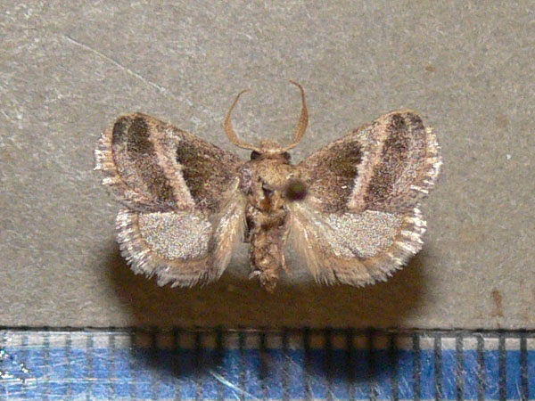 /filer/webapps/moths/media/images/F/fimbriata_Halseyia_A_Goff.jpg